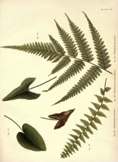 knv_000001/0064